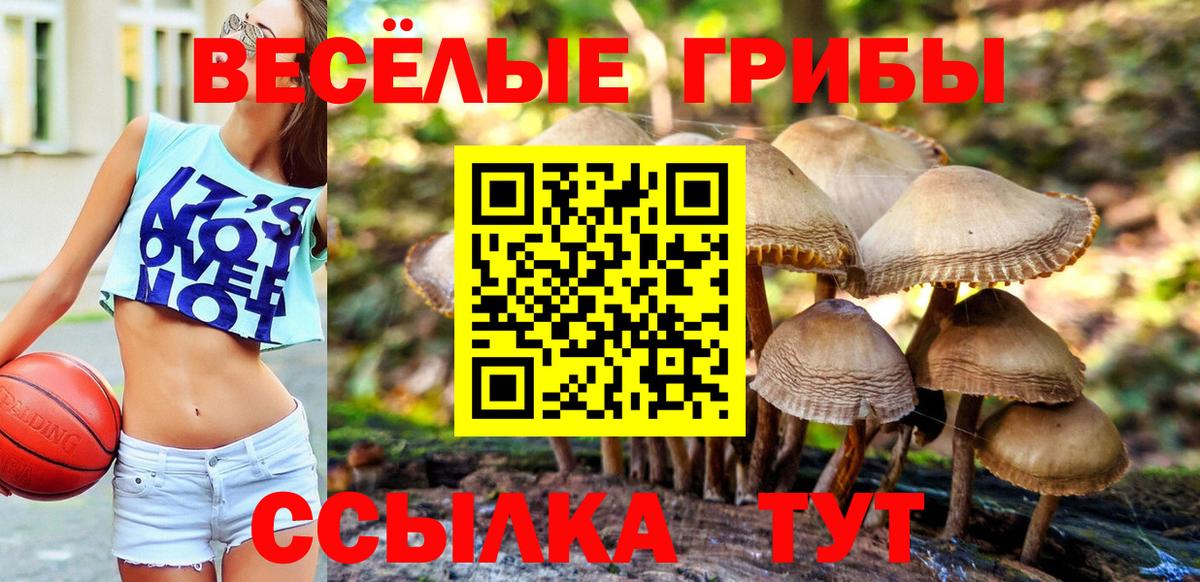 Галлюциногенные грибы Psilocybine cubensis Заволжье